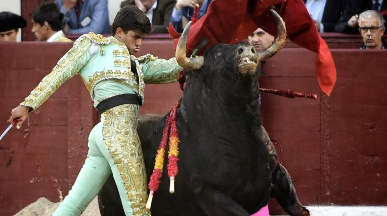 Francisco de Manuel, al natural con el tercer novillo