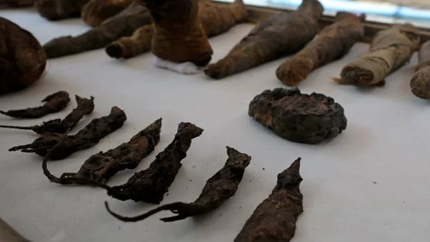 Hallan decenas de ratones, gatos y halcones momificados en una tumba egipcia