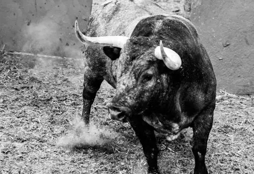 Así fue el esperado desembarque de los toros de Victorino en Las Ventas