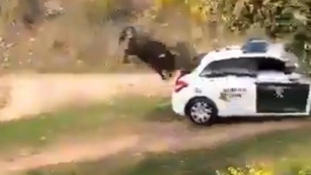 Un toro se escapa y embiste contra tres coches de la Guardia Civil