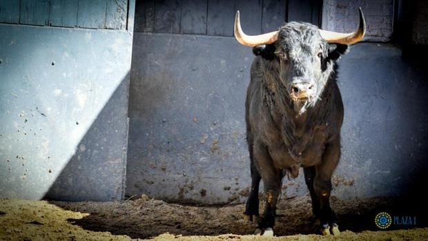 Directo: David Galván, Juan Ortega y Joaquín Galdós, con toros de Valdefresno en San Isidro