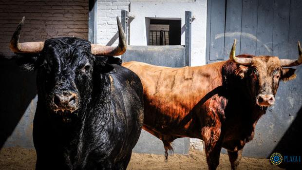 Directo: Ferrera, Urdiales y Ginés Marín, con los toros de Alcurrucén en San Isidro