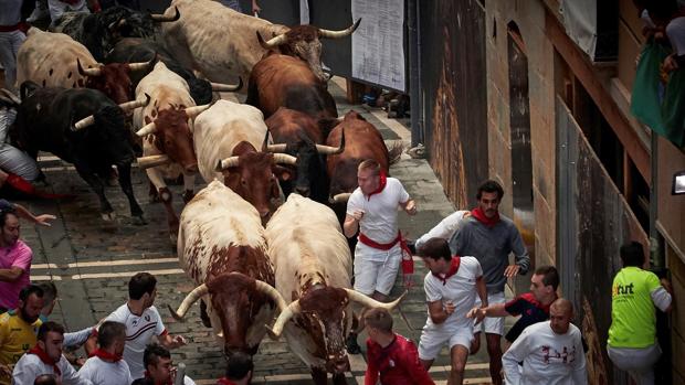 Los bueyes más famosos de los Sanfermines