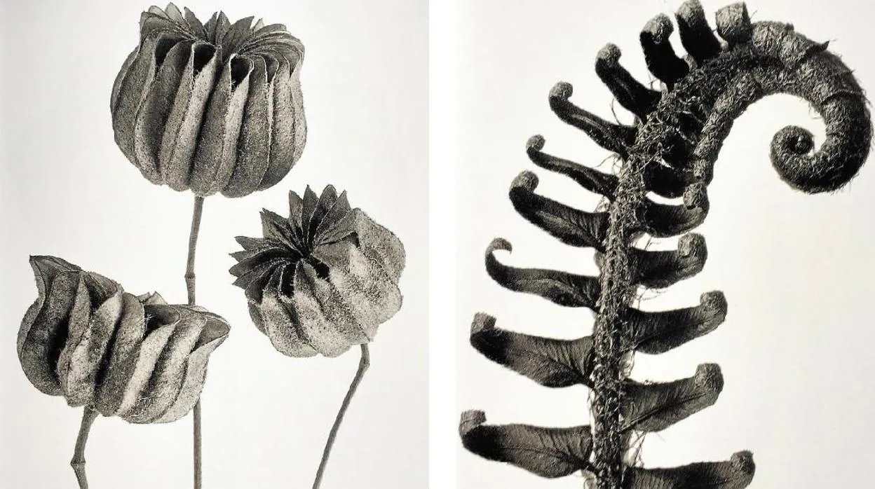 «Abutilon» (1928) y «Polystichum munitum» (1928), ambas de K. Blossfeldt