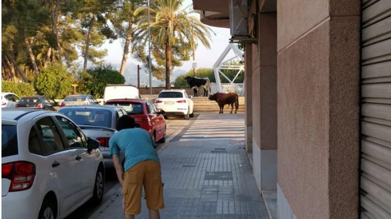 Un novillo se escapa de la plaza de Algemesí y tiene que ser abatido por la Policía