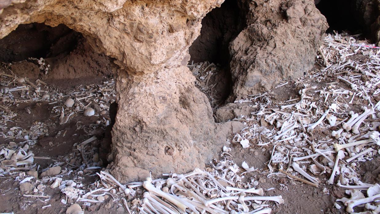 Parte de los restos óseos que se conservan en la cueva