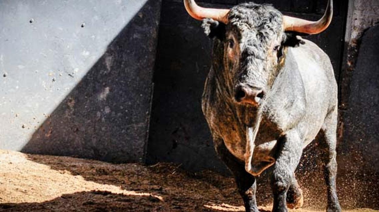 Toro en los corrales de Las Ventas