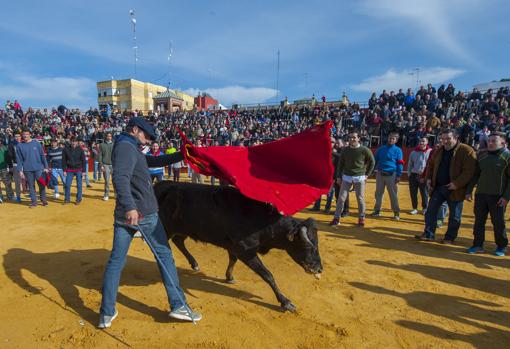 La Puebla del Río volverá a organizar su encierro taurino, único en la provincia de Sevilla
