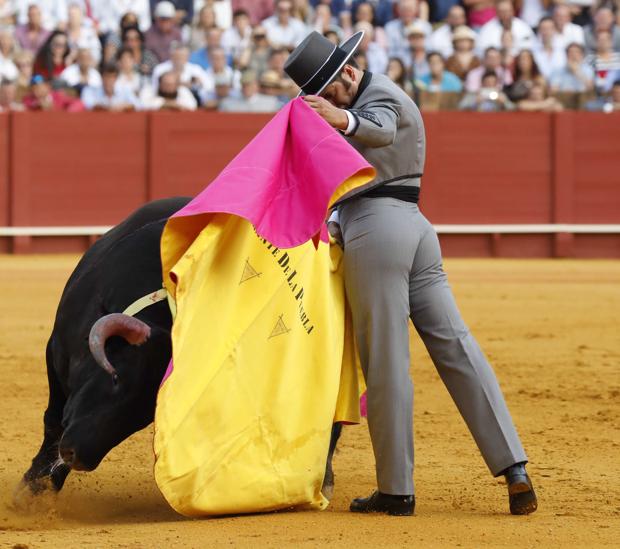 Morante abre el festival por «los ángeles del toreo» en Aranda de Duero