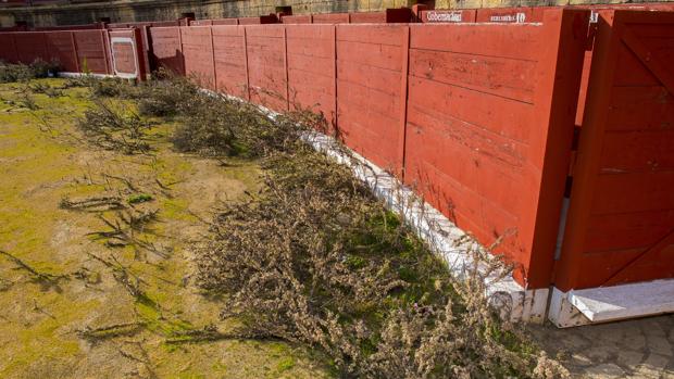 El PP de Espartinas llevará a Pleno el abandono y expolio de la plaza de toros