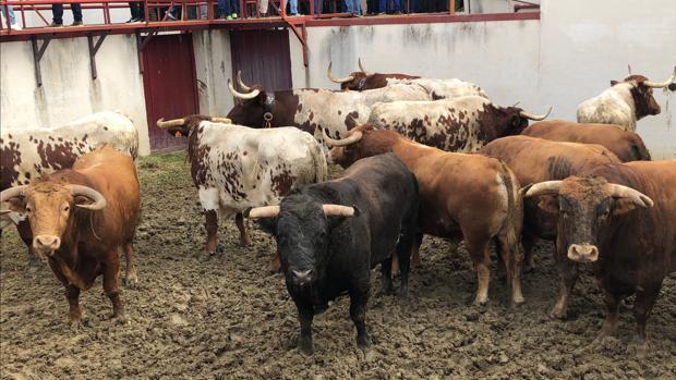 Sorteados los toros para Juan Ortega, José Garrido y David de Miranda en Valdemorillo