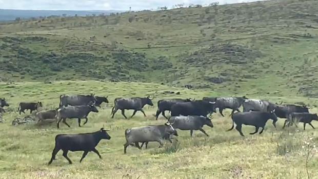 La vida de sultán del toro «Milhijas» con su harén de victorinas