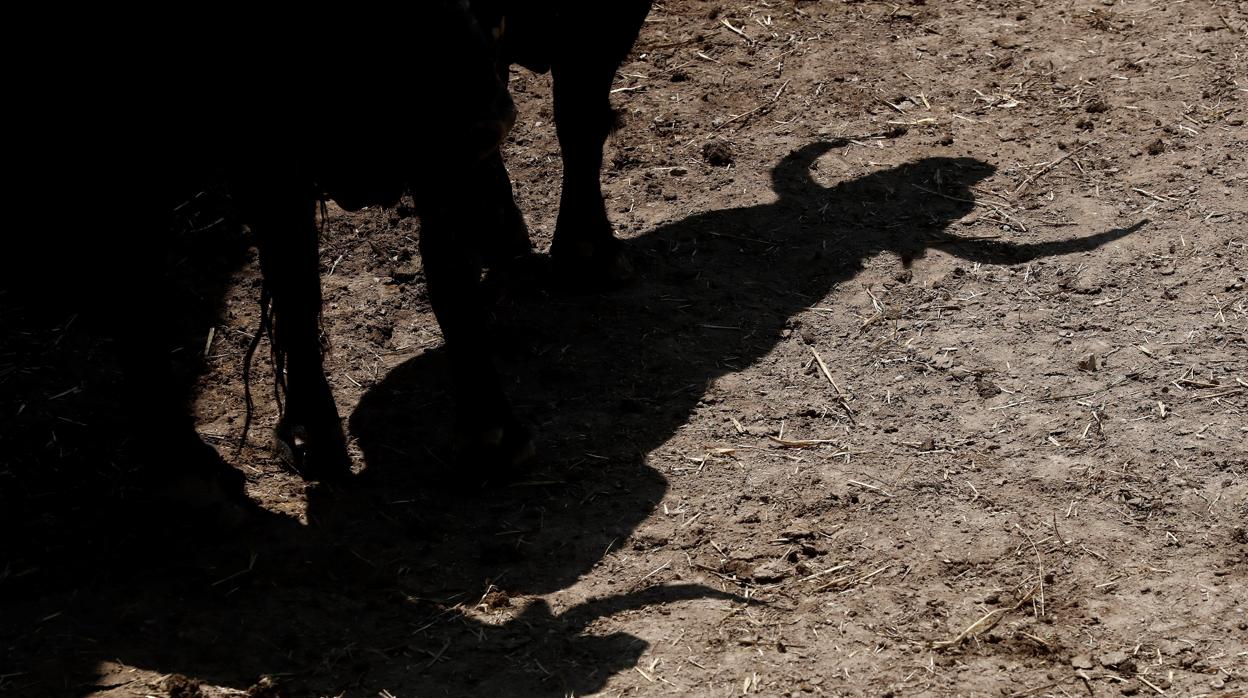 La sombra de los toros de Jandilla en los corrales pamplonicas