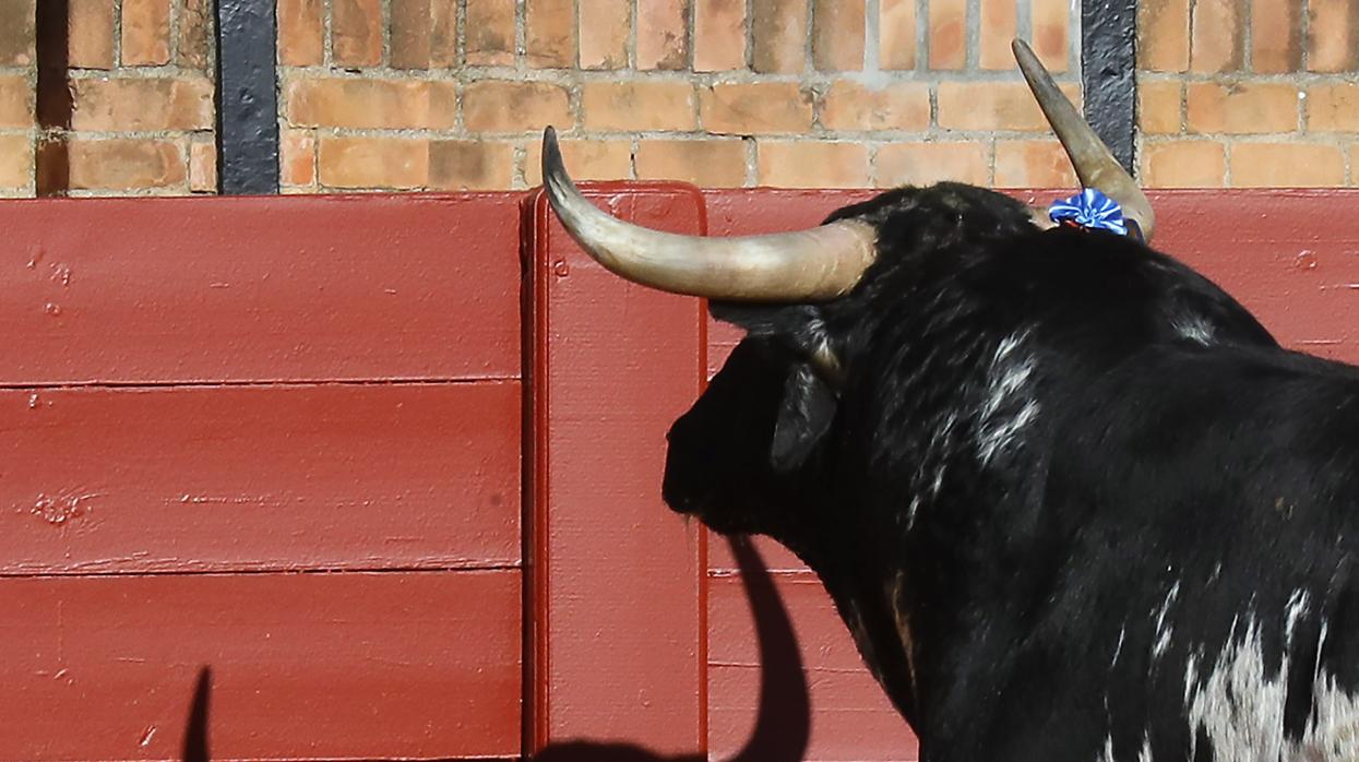 El gran libro para amar el toro bravo, «el orgulloso animal que ataca  siempre»