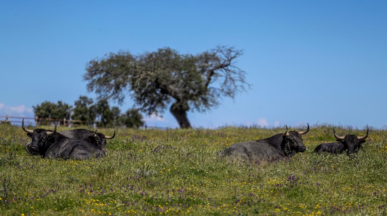 Toros de Victorino en tierras extremeñas