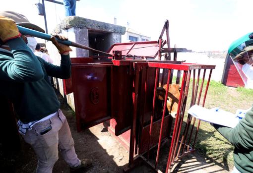 Así se vive un herradero en las ganaderías de toros bravos en tiempos de confinamiento