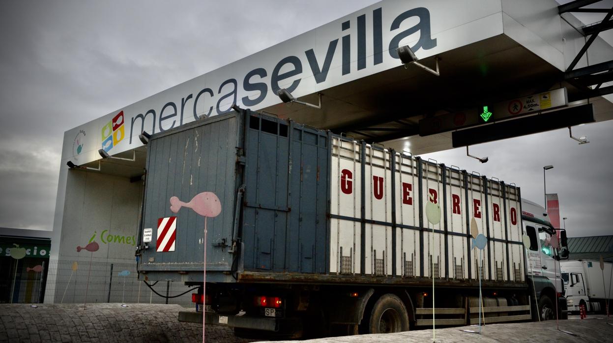 El matadero de Mercasevilla está matando una media de cincuenta toros diarios desde hace un mes