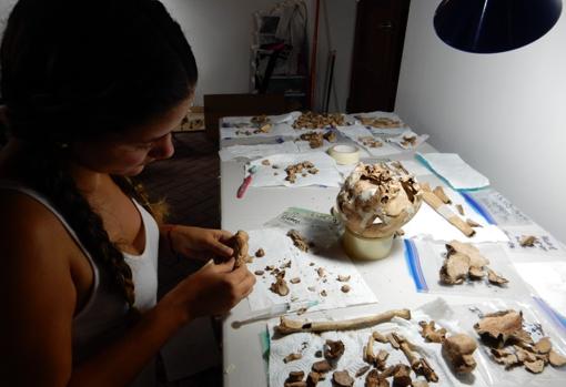 Después de la excavación, en el laboratorio se realiza un trabajo inmenso de medición y análisis. En la imagen la reconstrucción de un cráneo excavado en Panama la Vieja