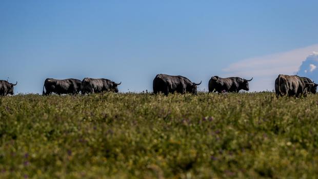 Podemos renuncia a su programa antitaurino y apoya ayudas al toro de lidia