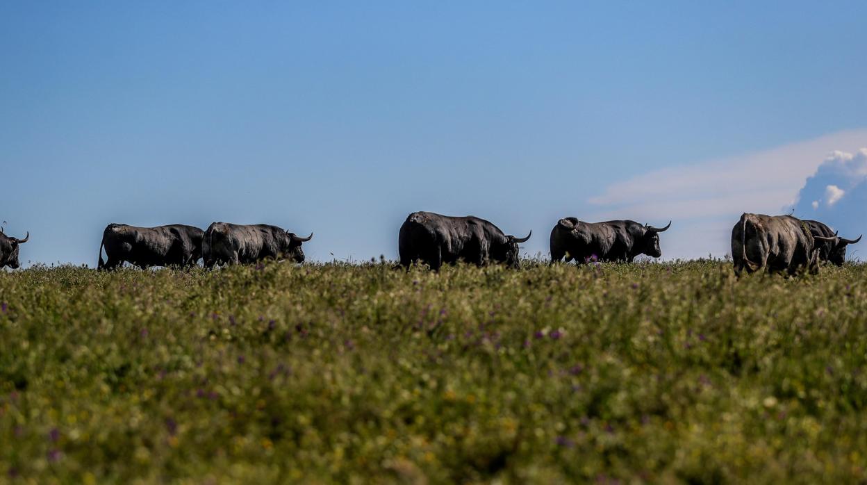 Podemos renuncia a su programa antitaurino y apoya ayudas al toro de lidia