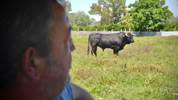 Un ganadero algabeño sacrificará un toro para donar la carne a sus vecinos más necesitados