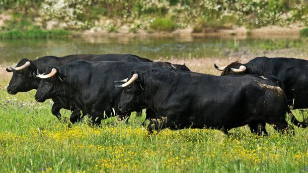 Los ganaderos de lidia de Aragón, a la espera de medidas después de tres meses de parón