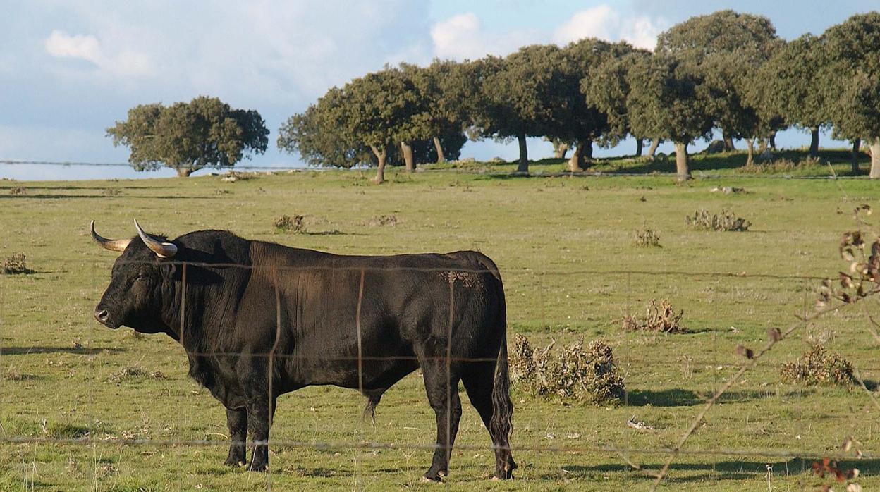 En el escrito el Presidente de UCTL hace alusión a la dramática situación por la que está atravesando el campo bravo