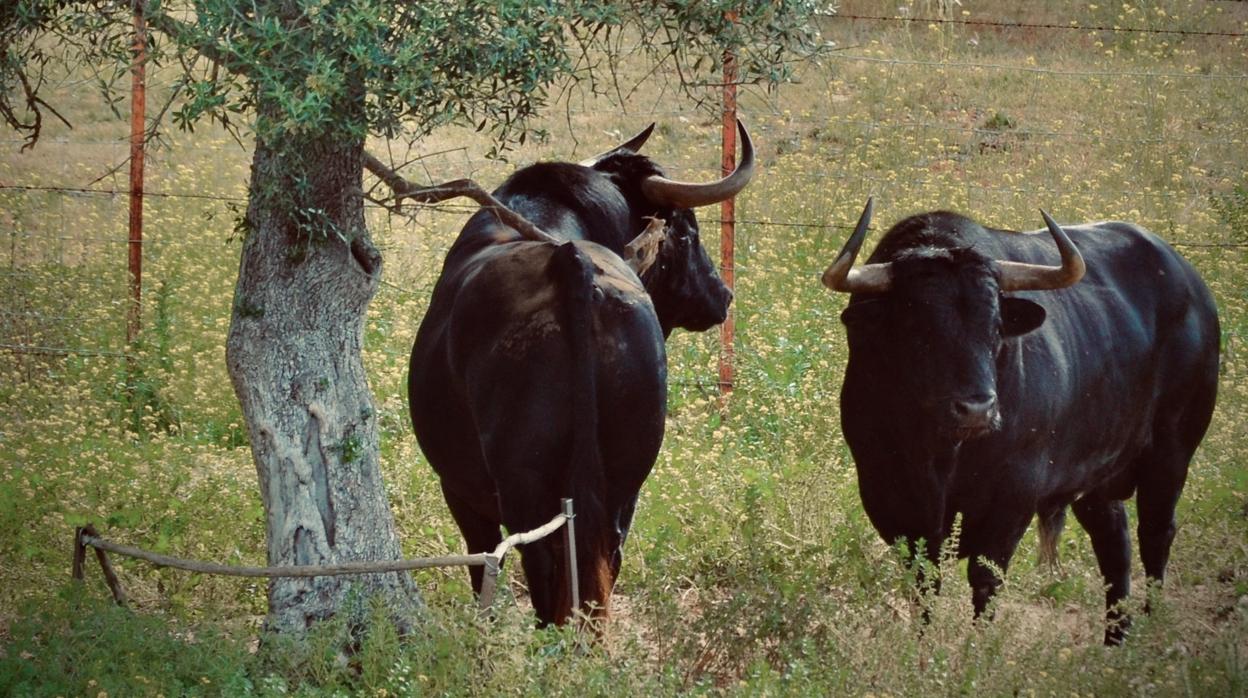 El toro bravo está teniendo que sacrificarse en mataderos por la dificultad administrativa de dar festejos taurinos