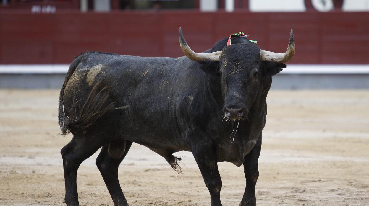 Quinto toro de una corrida de Adolfo Martín en Las Ventas