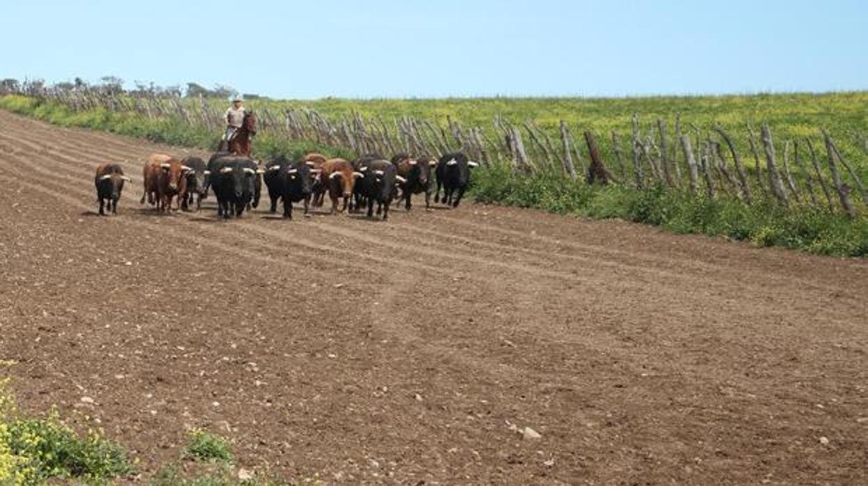 Toros de Nuñez del Cubillo