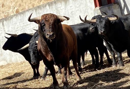 Toros del Torero para Plasencia