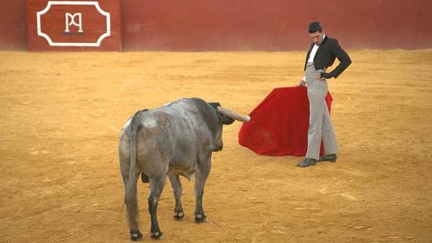 Alejandro Talavante reaparece este sábado con un toro de Adolfo en el ruedo de La 2