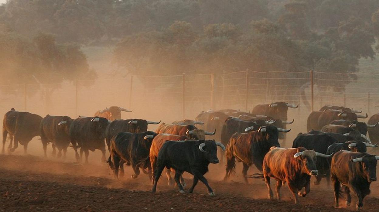 Las explotaciones de ganado bravo, en peligro por la pandemia