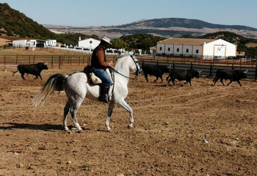 Ricardo Gallardo: «El toro es la máquina perfecta de gastar y romper»