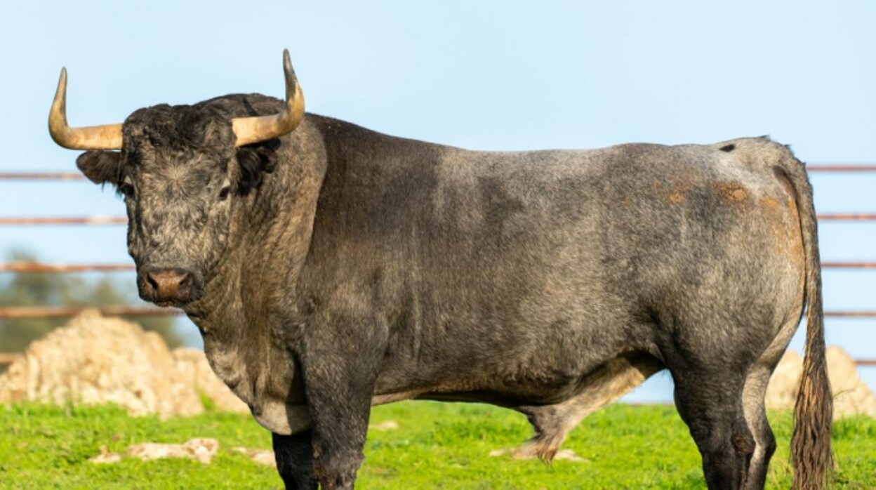 «Bombardero», uno de los toros reseñados para Logroño