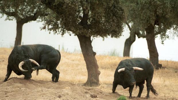 La odisea de las diez mil reses de lidia sin destino que necesitan comida a diario