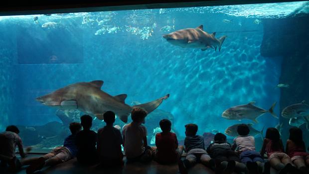 Acuario de Sevilla invita a vivir una «Navidad bajo el mar»