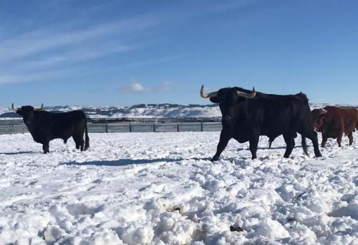 Los animales del Uno, sobre la nieve