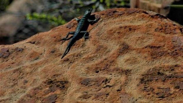 Encuentran en el norte de México petroglifos de hace 3.000 años con elementos antropomorfos