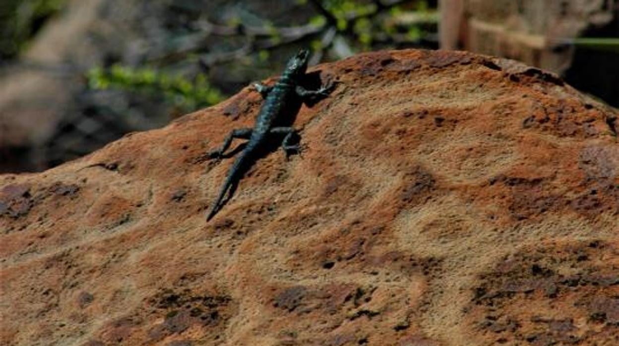 Detalle de uno de los petrograbados de ña zona Arqueológica Boca de Potrerillos, en el estado de Nuevo León (México)