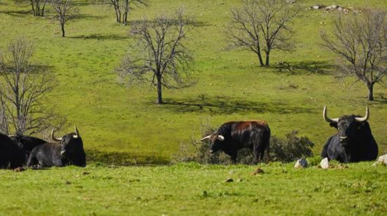 Antonio Bañuelos: Las catastróficas consecuencias de la desconexión del mundo rural y urbano