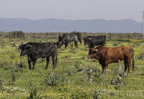 Los miuras, en un paraíso ecológico