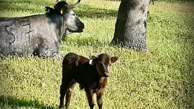 Historia de 'Almeida', el toro con madera de líder bautizado así en homenaje al alcalde de Madrid