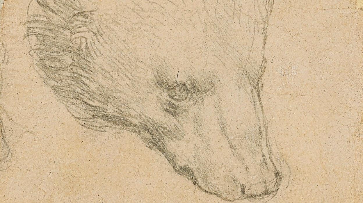 'Cabeza de oso', de Leonardo da Vinci