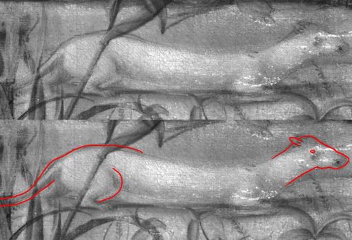 Imagen infrarroja del armiño. Con líneas rojas, los cambios que hizo el artista