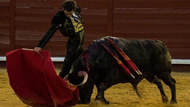 El hombre propuso, Dios dispuso y el toro lo descompuso: petardo ganadero en Morón