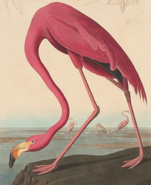 La belleza que Audubon atrapó y podemos perder