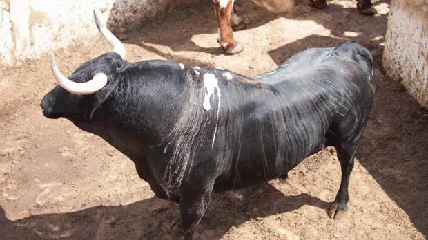 ‘Cautivo’, el último toro que se ganó una segunda vida «con 20 novias»