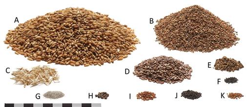 Reconstrucción de loa ingredientes de la última comida del Hombre de Tollund