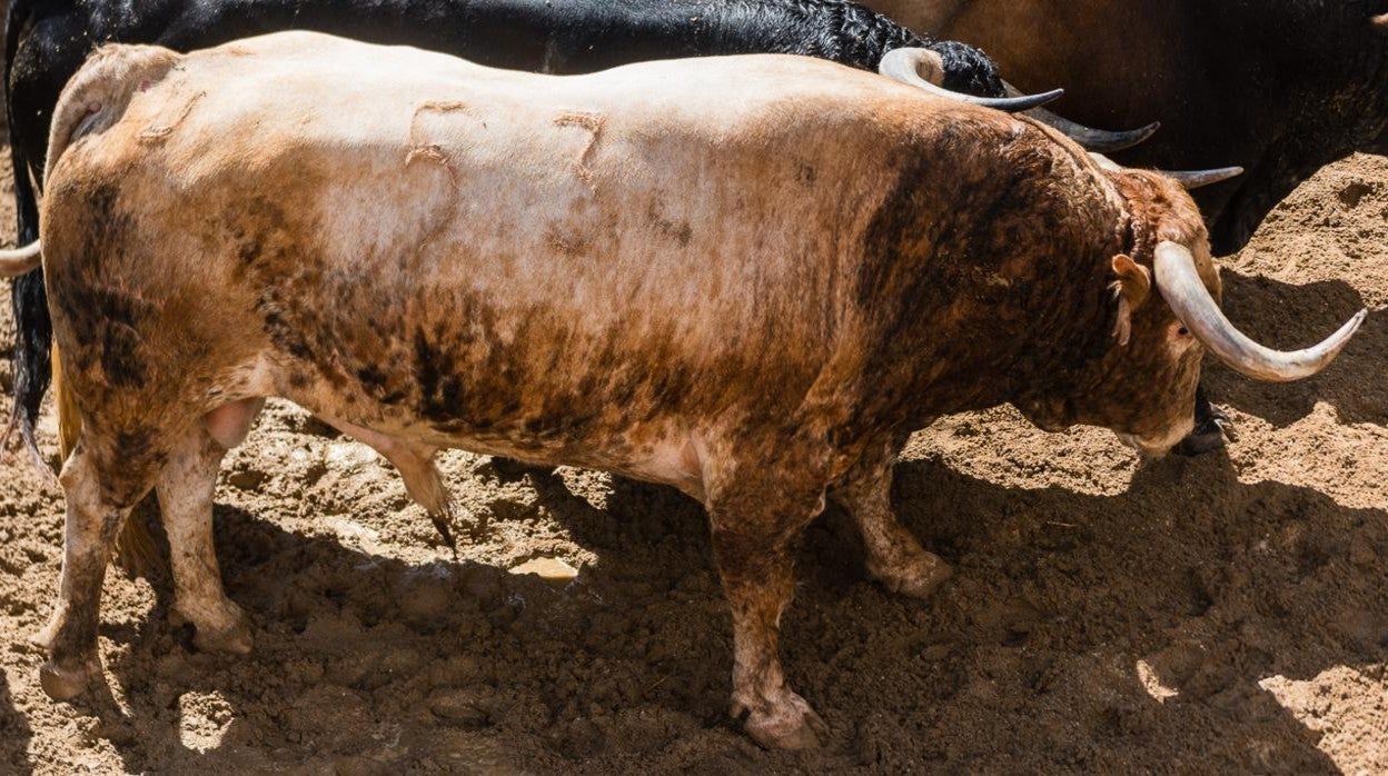 Directo: Urdiales, Luque y Serna, con la corrida de Santiago Domecq en Sevilla